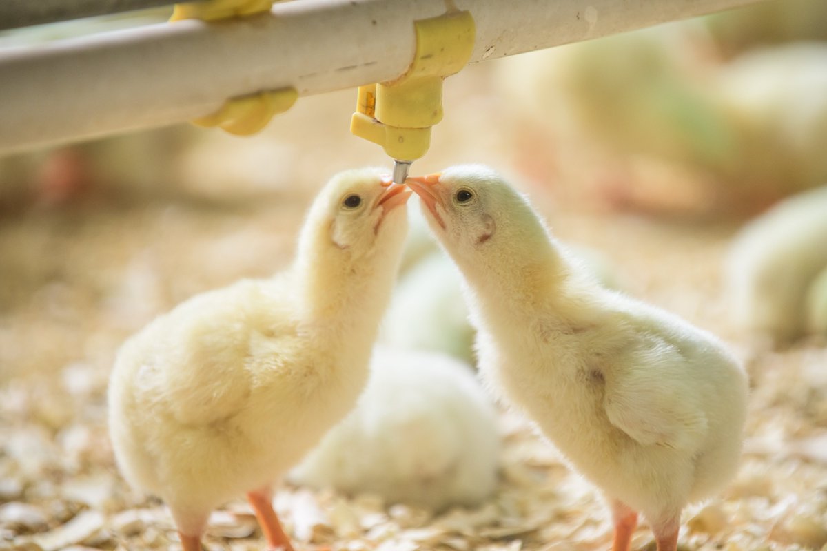 epolsouthafrica's tweet photo. Make sure there is plenty of space for everyone!

Avoid overcrowding at drinkers by placing enough drinkers in your broiler house. The general rule is:

1 Bell drinker for 100 birds
1 Nipple drinker for 12 birds
#broiler #broilerfarming #broileroperation #broilerfarmer #poultry https://t.co/YletiXYQ7R