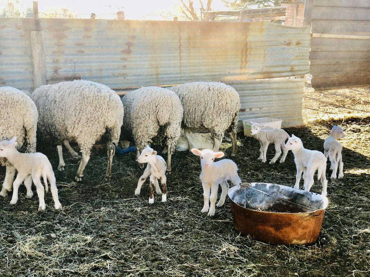 Selling all my current sheep ❤️
#NewBeginings #YoungAndFarming