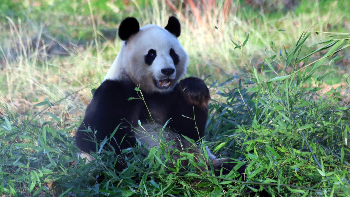 EdinburghZoo's tweet photo. 🎍 GIANT PANDA UPDATE 🐼

We are THRILLED to share that Yang Guang &amp; Tian Tian will stay with us for a further two years before returning to China at the end of 2023.

Read our full update and find out more in the FAQs ➡️ 
https://t.co/URkjbTzSUB https://t.co/I3jYZVoP8W