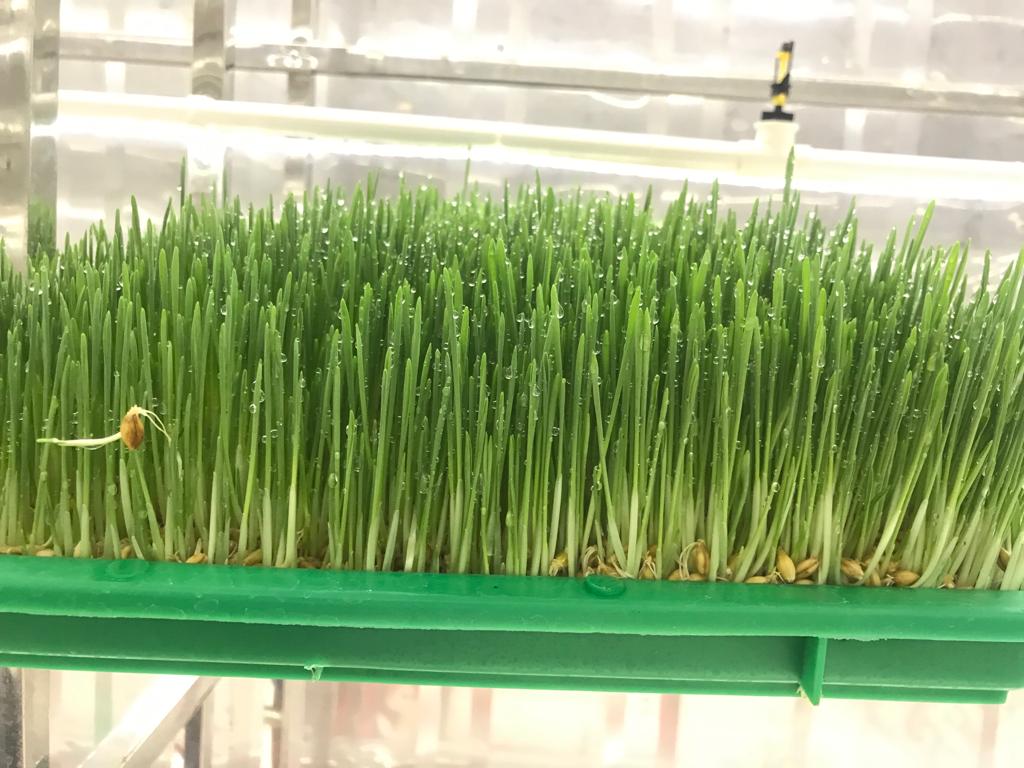 Tharis Farming tweet media