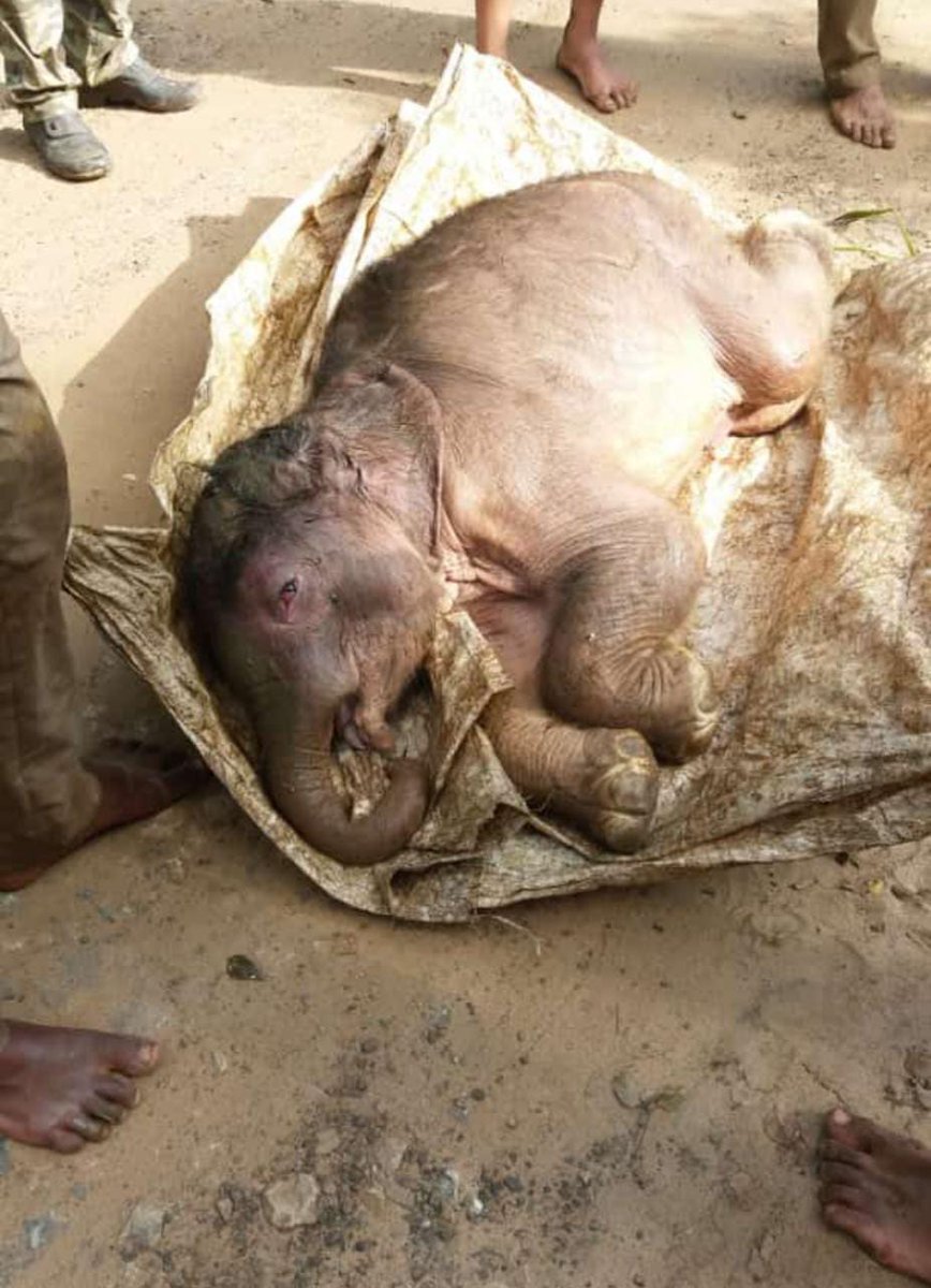 prajna_gr's tweet image. A wild elephant gave birth to a calf in a water stream near a private estate in #Kushalnagar. However, d mother elephant was unable to lift d calf out from d stream &amp;amp; d forest dept intervened &amp;amp; rescued the calf. The calf is now being united with its mother...@XpressBengaluru