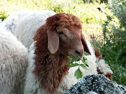 freewooly's tweet photo. The Awassi is the most prevalent sheep breed in the Arab World. Its exact origin has not been established, but it is widely believed that their evolution occurred in the region between the rivers Tigris and Euphrates in Iraq and Syria...
#Sheep #Awassi https://t.co/s9IDFbwILJ