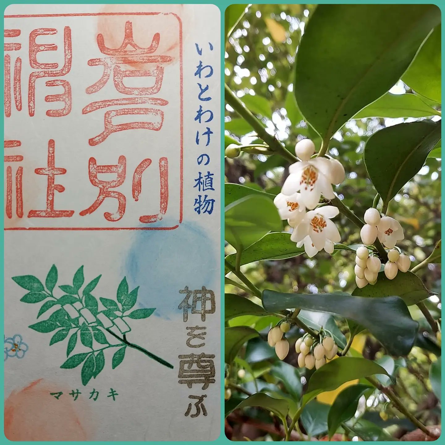岩戸別神社 公式 12月の山野草御朱印 マサカキ 山野草御朱印は12月で最後となります 最後は神社には欠かせない植物サカキ 花言葉は 神を尊ぶ 花の画像は6月下旬頃に撮影したものです 岩戸別神社 塩谷町 山野草 御朱印 山野草 岩戸別神社 公式 12月の山野草御朱印 マサカキ 山野草御朱印は12月で最後となります 最後は神社には欠かせない植物サカキ 花言葉は 神を尊ぶ 花の画像は6月下旬頃に撮影したものです 岩戸別神社 塩谷町 山野草 御朱印 山野草