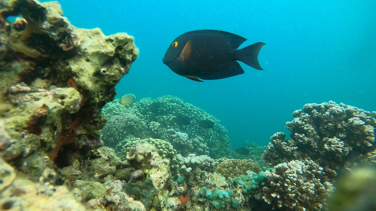GageMele's tweet photo. Some fish from the last few days @himb_soest https://t.co/YLfz6KhuNx