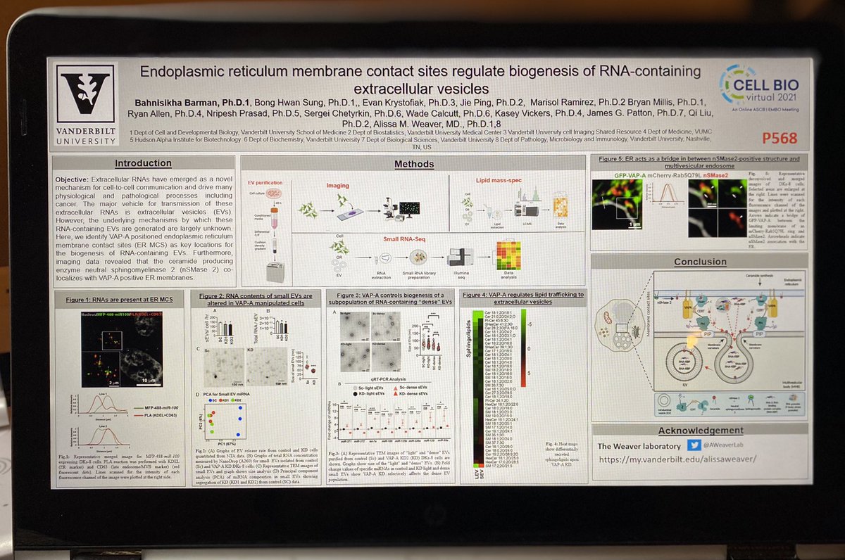 bahnisikha_b's tweet photo. Uploaded poster P568 from @AWeaverLab at #cellbio2021 please visit to learn about a novel mechanism of extracellular vesicles biogenesis that originates at the ER membrane contact sites.  @ASCBiology https://t.co/wUSYUpuxtQ