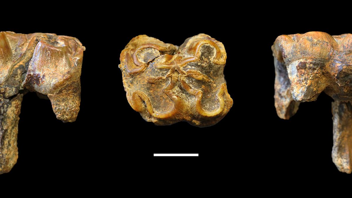 _RHResearch's tweet photo. Researchers from @RHULGeography discovered the earliest known hippo fossil in the UK. The fossil of an extinct species of hippo that is over one million years old was discovered in Somerset. @RoyalHolloway @uniofleicester 

https://t.co/lFtVrXSg9Y https://t.co/Y2QifOSDBL