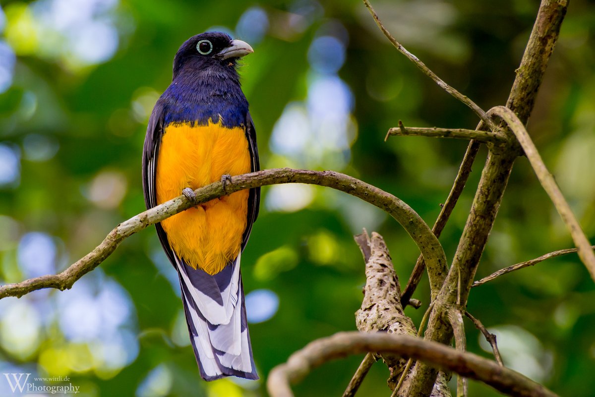 wittlitweets's tweet photo. Green-backed Trogon (male), Pepperpot Nature Reserve, Suriname [13.12.2013]

#Green-backedTrogon #bird #PepperpotNatureReserve #CommewinjeRegion #natureiswonderful #Suriname #SouthAmerica #travelSouthAmerica #offTheBeatenPath #RoadsLessTravelled #wittlig #NeverStopToExplore https://t.co/Y3C0Z31j3c
