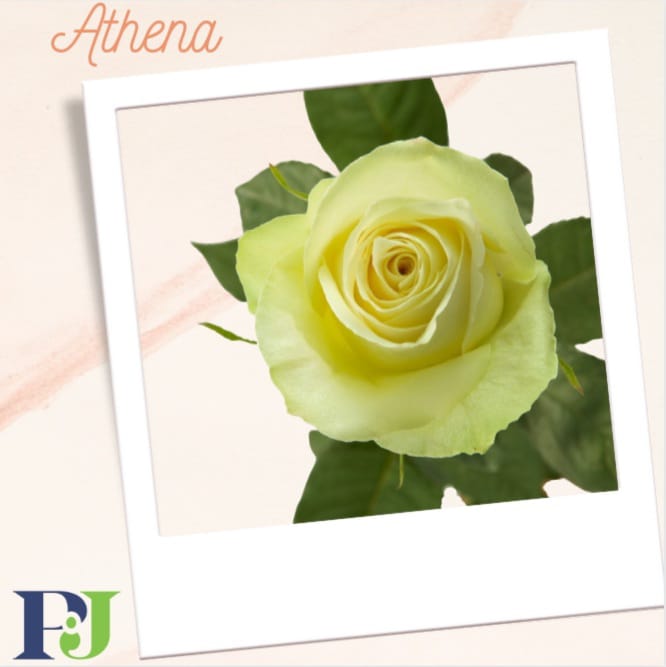 pjdaveflowers's tweet photo. Variety; Athena
Headsize: 5+cm
Length: 40-80cm

#whiteroses
#whiterosesbouquet
#purewhite
#freshcutroses
#premiumroses
#christmassroses
#christmas
#rosesoftheyear🥀
#rosesfromkenya
#pjdaveroses
#pjdaveflowersgroup
#pjdave https://t.co/jE83CEMQPh