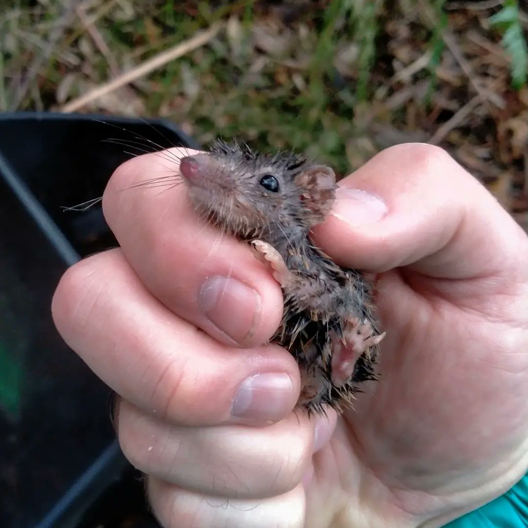 GeoffCoates8's tweet image. Brown Antechinus (Antechinus stuartii).

This little marsupial was calm enough to let me pull him out of the Elliot trap before sending him on his way.

#antechinus #antechinusstuartii #dasyurid #elliottraps #elliottrapping #ecology #zoology