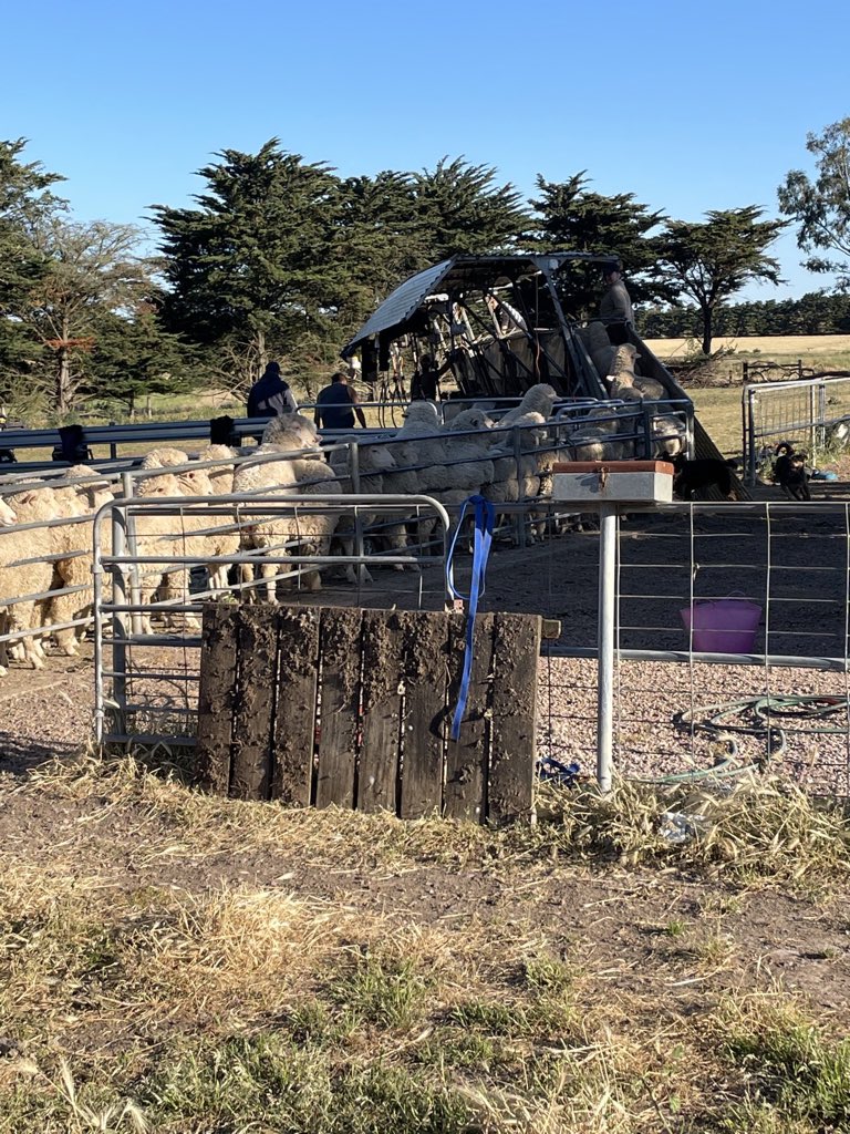 5 on crutching today should smash a few out before it heats up 👌👌