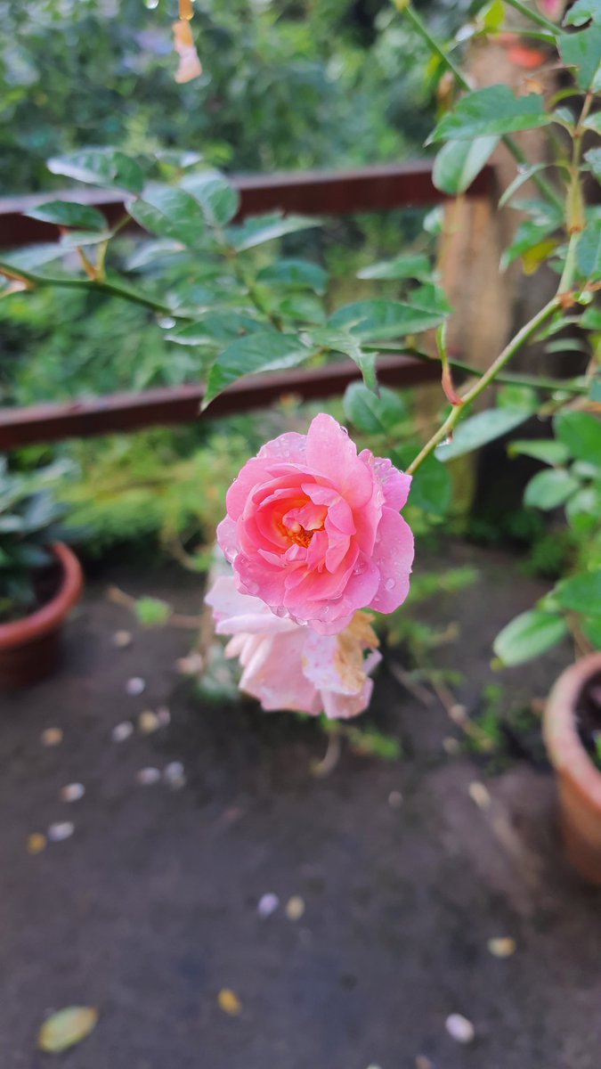 _lusifar's tweet photo. ശുഭദിനം🌸🌼🌻💛🧡💚 https://t.co/Ydw9FJc0UY