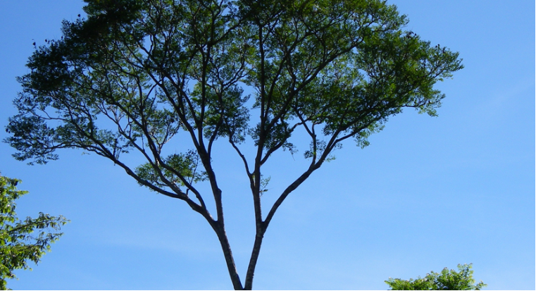 SOS_Amazon's tweet photo. Our first project is coming out tomorrow! do you know Jacaranda Copaia? is the most found species in the Amazon forest!

Part of the sales will be allocated to https://t.co/OiuS8I26DN, to conservation of biodiversity and the growth of environmental awareness in the Amazon. https://t.co/GEKCmWeXWN