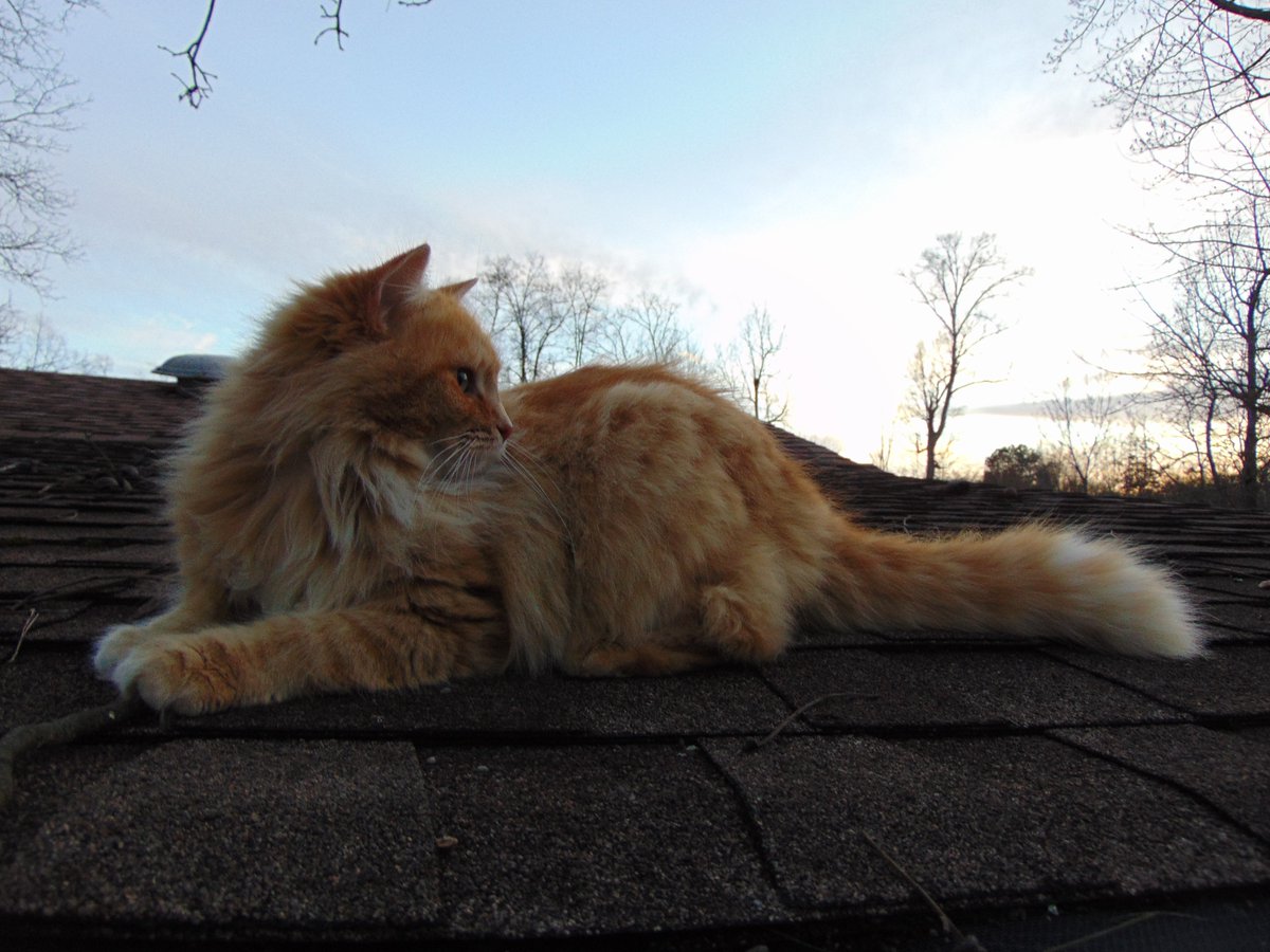 What's above your head and covered in floof? Now don't be alarmed, but I'm on your roof. #CatsOfTwitter