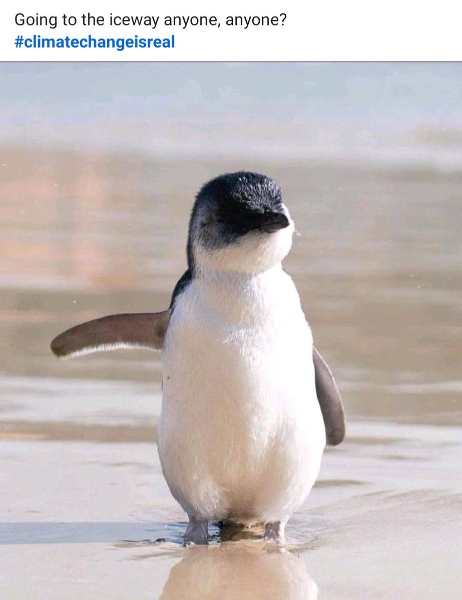 ProfSK5's tweet photo. Good Morning Everyone 
#Save_Climate
#Save_Penguin https://t.co/krBYBWfxJQ