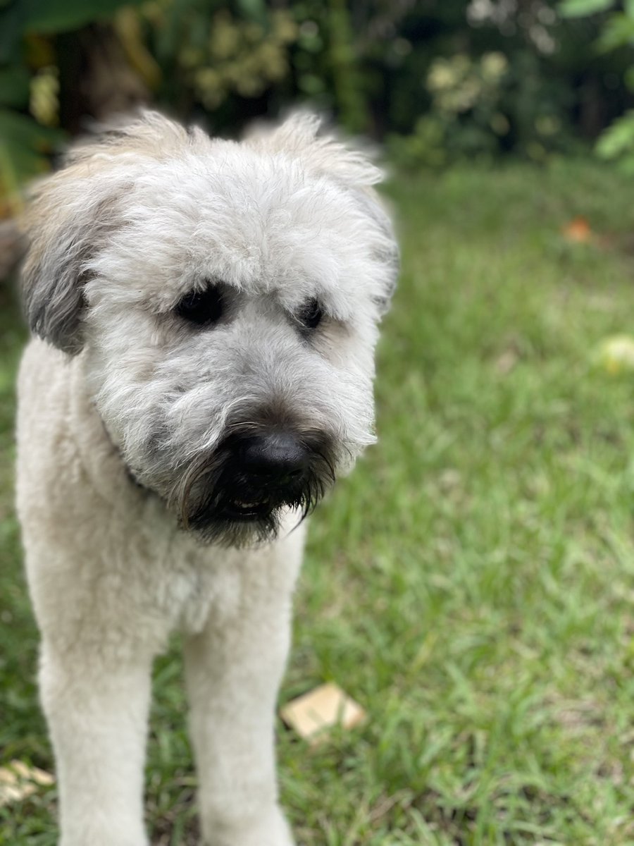 hammdj's tweet photo. DOGE to make friends with Bear! #DOGEorTesla #Binance https://t.co/rW0P8YfQaG