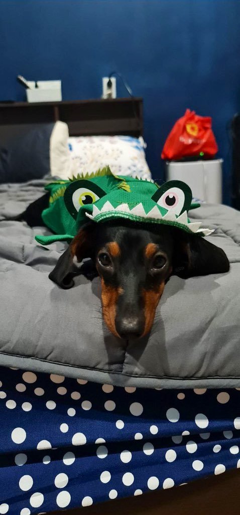 krstnlmzn's tweet photo. Bandit🐾 https://t.co/LxDHsm6VpE