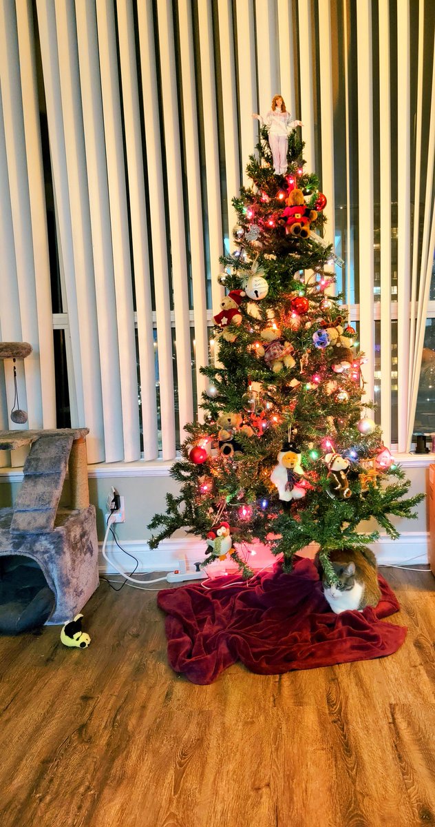 MrBusiness_cat's tweet photo. Mr. B loves the Christmas tree! https://t.co/gJuM4fuw6k
