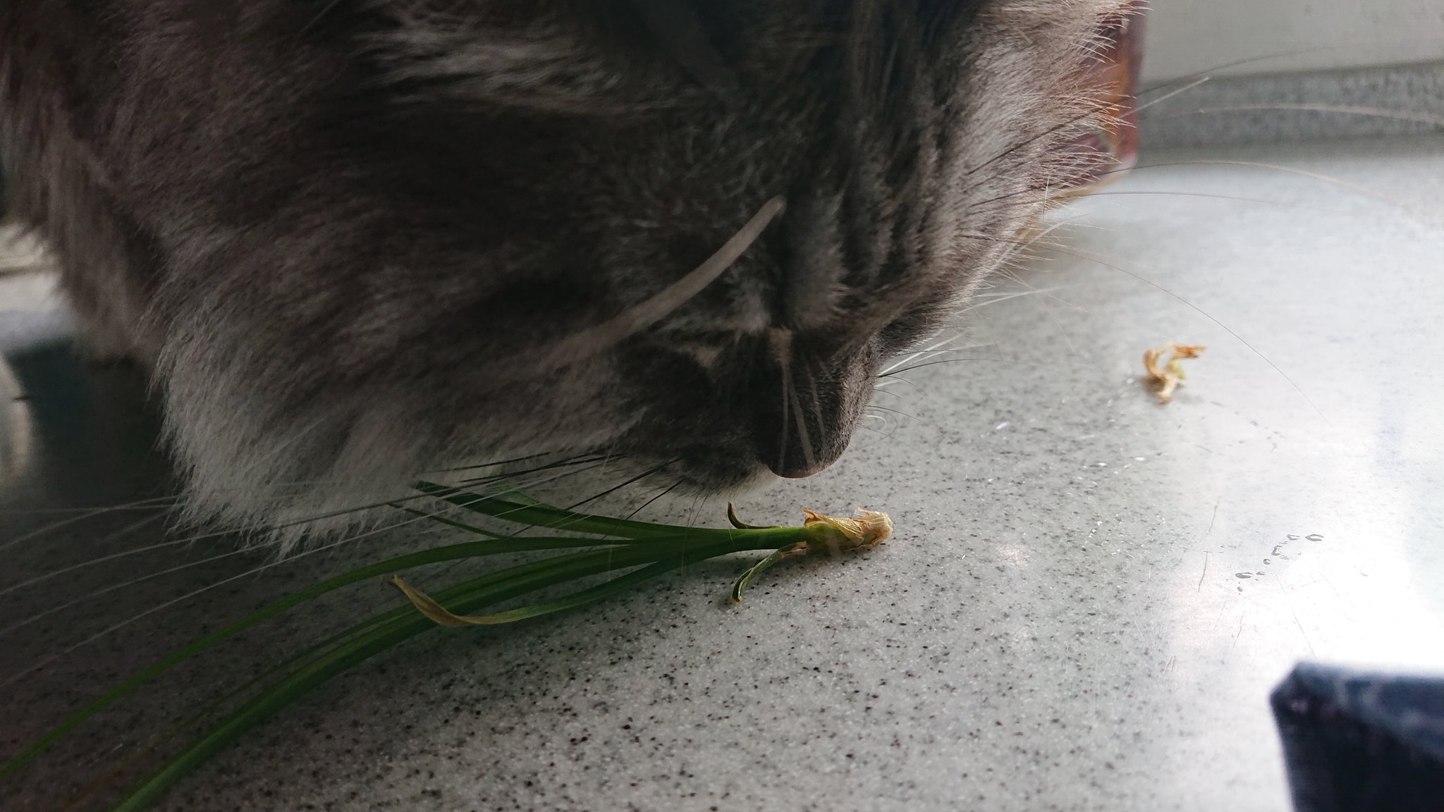 ジョーニシ クミコ 観葉植物の 新芽 を噛んだり もいだりまたやってる 吐きたいのかな やや大型の植物に登ってgetしたものわざわざ見せにきた 同じところを何度もやられて傷みが酷いよ わが家のポニーテール 新芽狩り もう満足したかしら