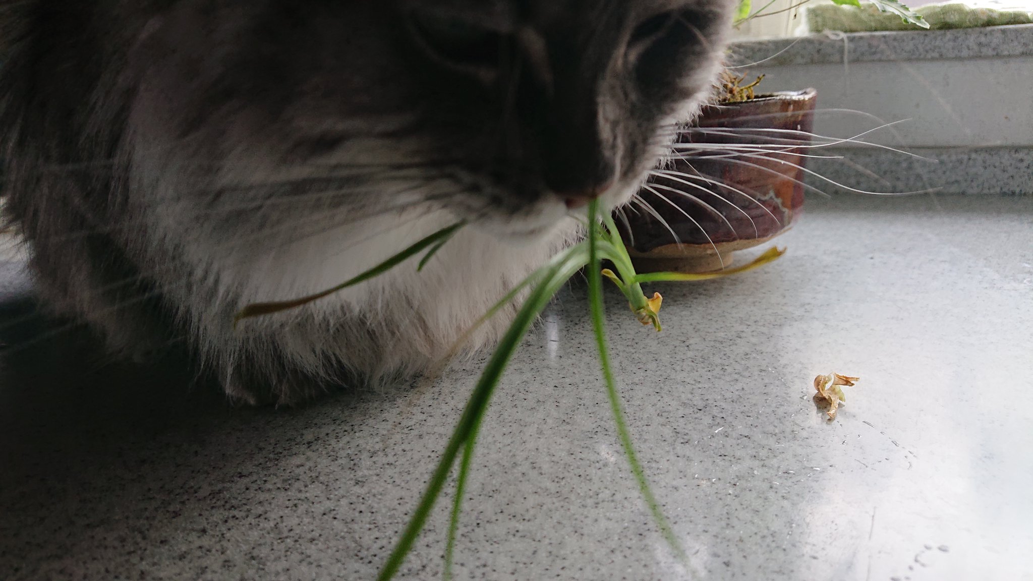 ジョーニシ クミコ 観葉植物の 新芽 を噛んだり もいだりまたやってる 吐きたいのかな やや大型の植物に登ってgetしたものわざわざ見せにきた 同じところを何度もやられて傷みが酷いよ わが家のポニーテール 新芽狩り もう満足したかしら