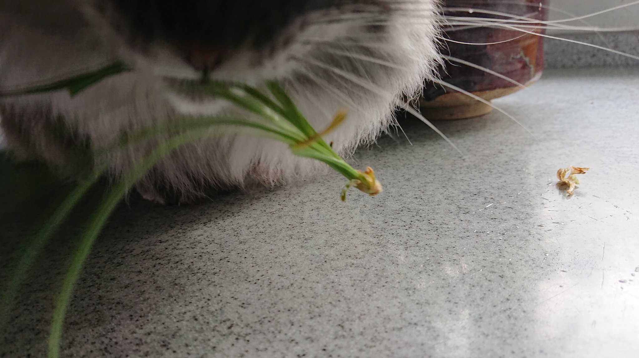 ジョーニシ クミコ 観葉植物の 新芽 を噛んだり もいだりまたやってる 吐きたいのかな やや大型の植物に登ってgetしたものわざわざ見せにきた 同じところを何度もやられて傷みが酷いよ わが家のポニーテール 新芽狩り もう満足したかしら