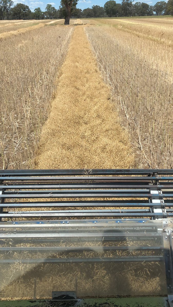 Standard trend. ✔️👌#pioneer 45y28 🤌🏻 new Twitter copy guard doing a nice job