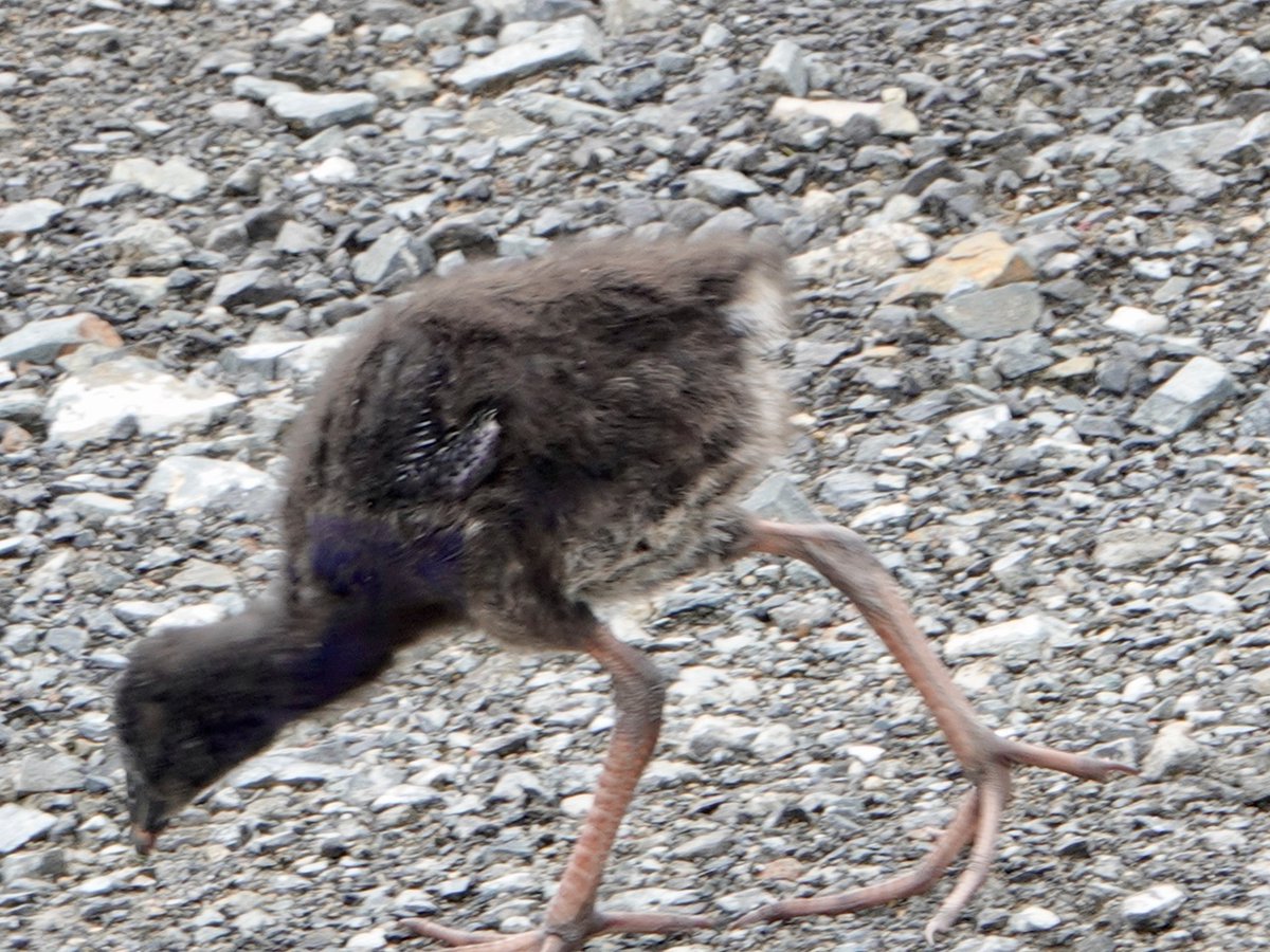 ZeeOneNZ's tweet image. Pukeko visit development site feeding on bugs and seeds.  This tiny Pukeko showing its fluffy feathers  had an adult Pukeko keeping a watch out.  #Pukeko #Auckland