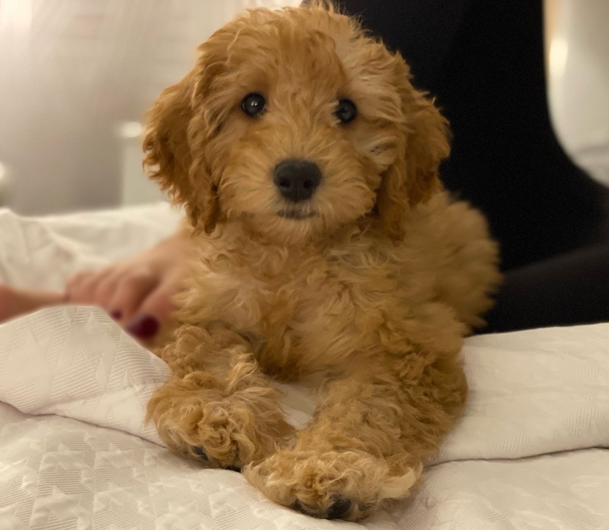 Ally_Sammarco's tweet photo. Everyone meet Noli!! (short for cannoli) https://t.co/FFWhguqe9k