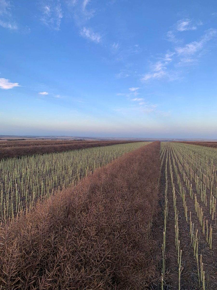 It’s beginning to look a lot like… #harvest21