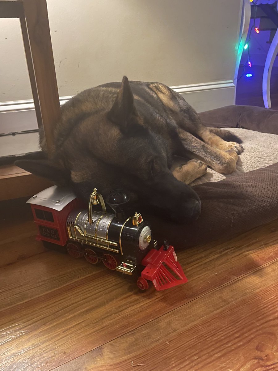LoraleeKokovich's tweet photo. My sweet Grand Dog lost his 2 best friends 6 weeks apart…he is sleeping in one of their beds…I know he misses them terribly…our whole family misses them💔 Furry babies are our babies, too. #dogsgrievetoo #weloveourfurbabies #GermanShepherd #missingourlabs #sweetboyrightthere https://t.co/THzSkmWyID