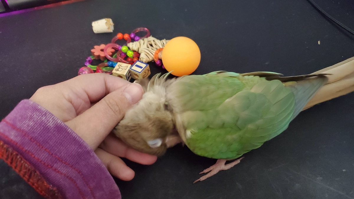 Pile of toys? Psssh. Pets, please. 💕☺️😍