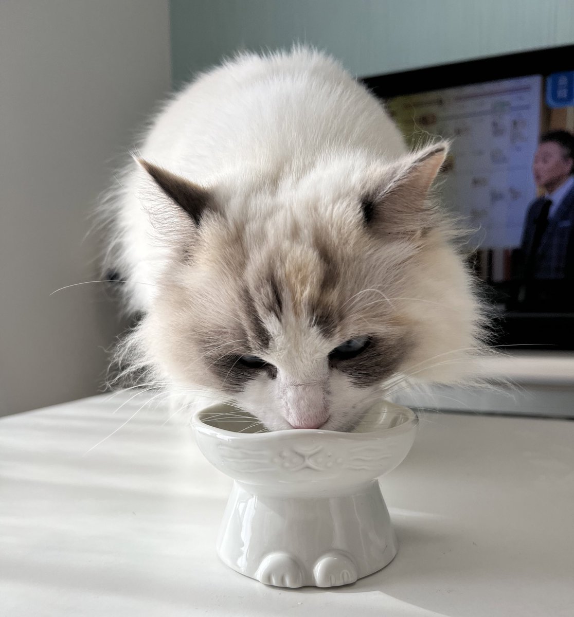 akubi__neko's tweet photo. #nnma #しろねこ
おやつ用フードボウル💓
クラウドファンディングでげっとしました🥰
食べてるのはニュートロの毛玉予防おやつと歯磨きおやつ🍬🍭🍩
#猫のいる暮らし https://t.co/TBiPAUIz1U