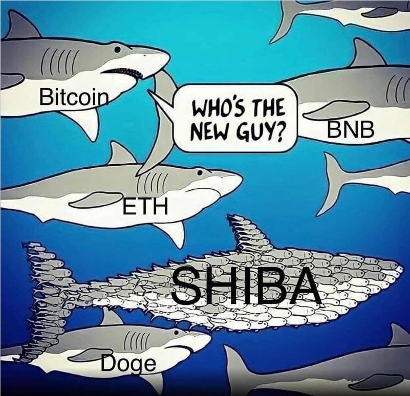 ShibInfo's tweet photo. All with patience $SHIB 🚀✨ https://t.co/odWVDy2jHo