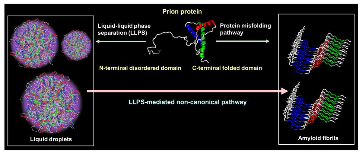 SamratLabMohali's tweet photo. Our invited review in @JMolBiol on "Prion Protein Biology Through the Lens of Liquid-Liquid Phase Separation" describes the role of the N-terminal disordered region in phase transitions, functions &amp; disease.

@Aishwarya788 is the co-corresponding author.

https://t.co/j1bFrDZzOX https://t.co/Qn4461liWK