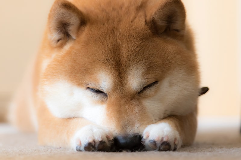 MarvelShiba's tweet photo. The market teaches us many things. But the most valuable lesson is the psychology of investment!

When to buy and how to keep the value! https://t.co/nC7sBpjZtM