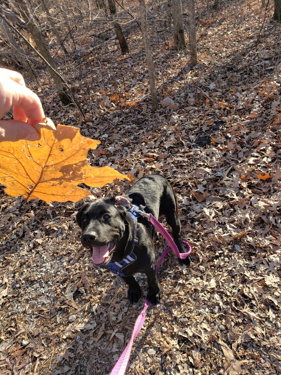 HKetzeback's tweet photo. Beautiful afternoon~time well spent #charliejackdaniels #blacklab #goodbuddy @wasecacountycourthousepark https://t.co/bnIAifAqIJ
