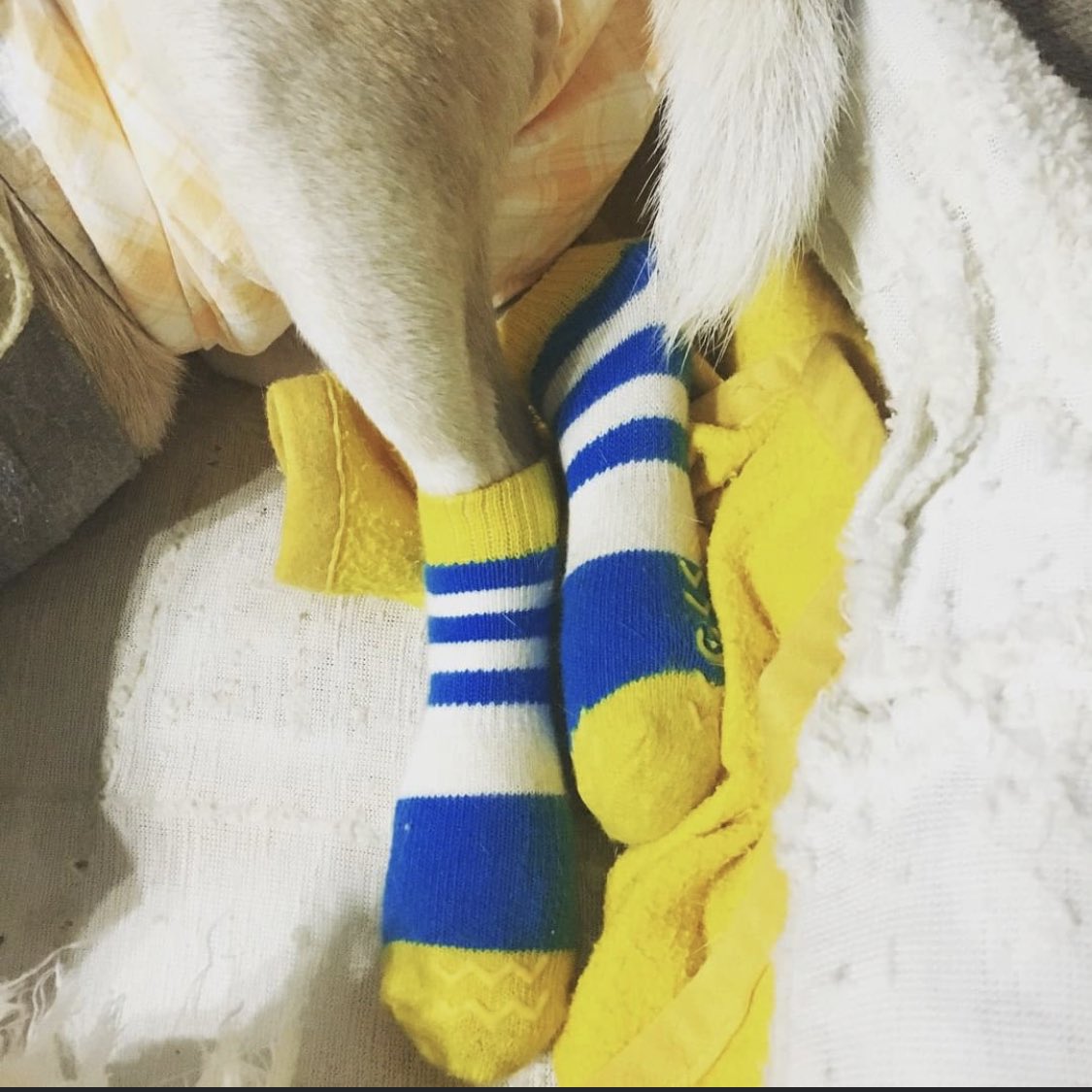shin_acco's tweet photo. 2017年11月30日。ビービー15歳。ビービーに靴下履かせてあげた🐶🧦
#superbeagle プリンちゃんとお揃いだよ🐶🧦9月からオムツ生活だけどお尻暖かそうでイイでしょ♨️🧦ちょっとチャビーで何を着せられても無抵抗な ビビわん 可愛いーぬ💕🐶#beagle #老犬 #ビーグル犬 #天国の愛犬 #想い出 #永遠に可愛い https://t.co/60uQZbCv63
