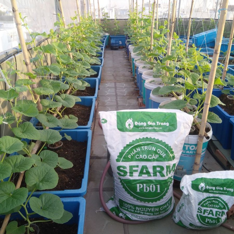 SFarmVN's tweet photo. 🍈🍈 THỜI ĐIỂM LÝ TƯỞNG THÚC DINH DƯỠNG CHO DƯA LƯỚI TẾT!
👍 Cách 2 tuần sẽ bón thúc phân trùn quế một lần, vườn cứ thế phát triển hoàn toàn yên tâm về dinh dưỡng và độ an toàn của phân bón Sfarm. https://t.co/Exmku4ZzvC