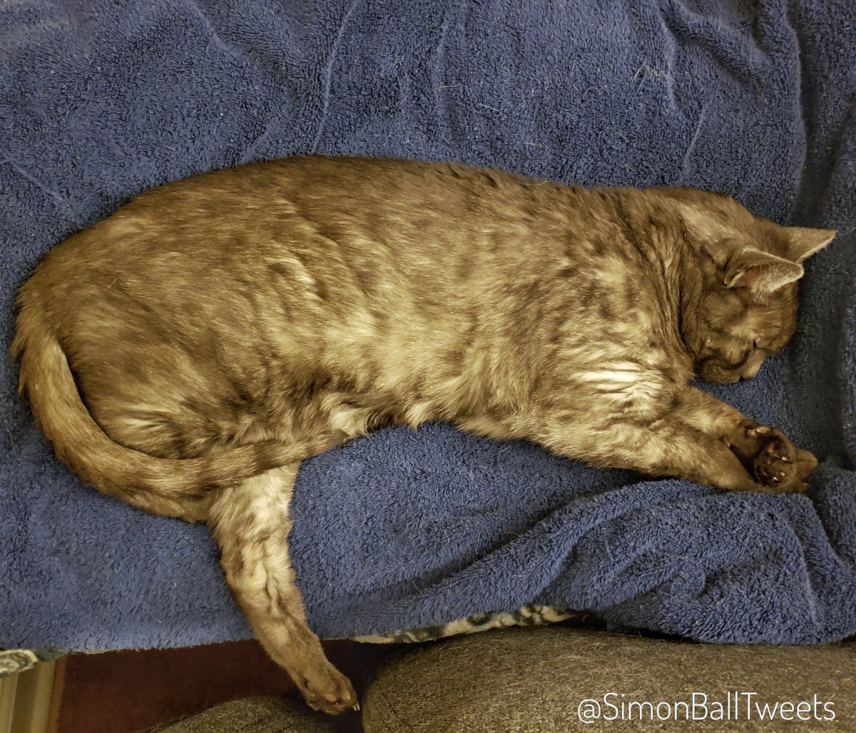 Always remember to put your kickstand down before napping.

#catadvice #mondaythoughts