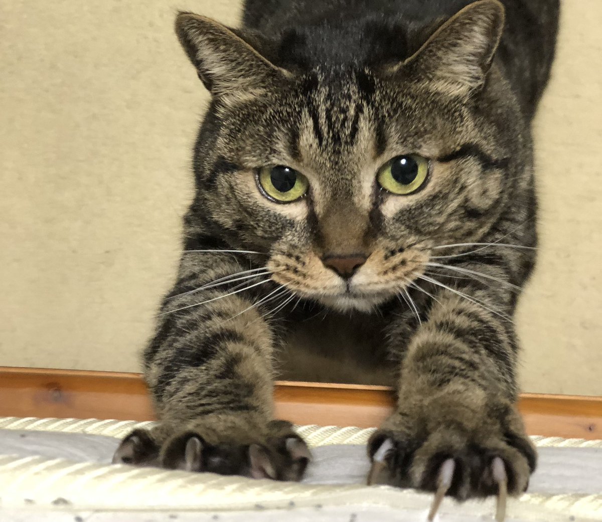 MizukoMatsuda's tweet photo. あら、はなさん。そろそろお爪切りかしら？ #猫 #ねこ #ネコ #キジトラ #虎猫 #拾い猫 #cat #cats #tabbycats #tabby_cat #cat_collar  #猫好き #catlover https://t.co/OTjAMnvvsP