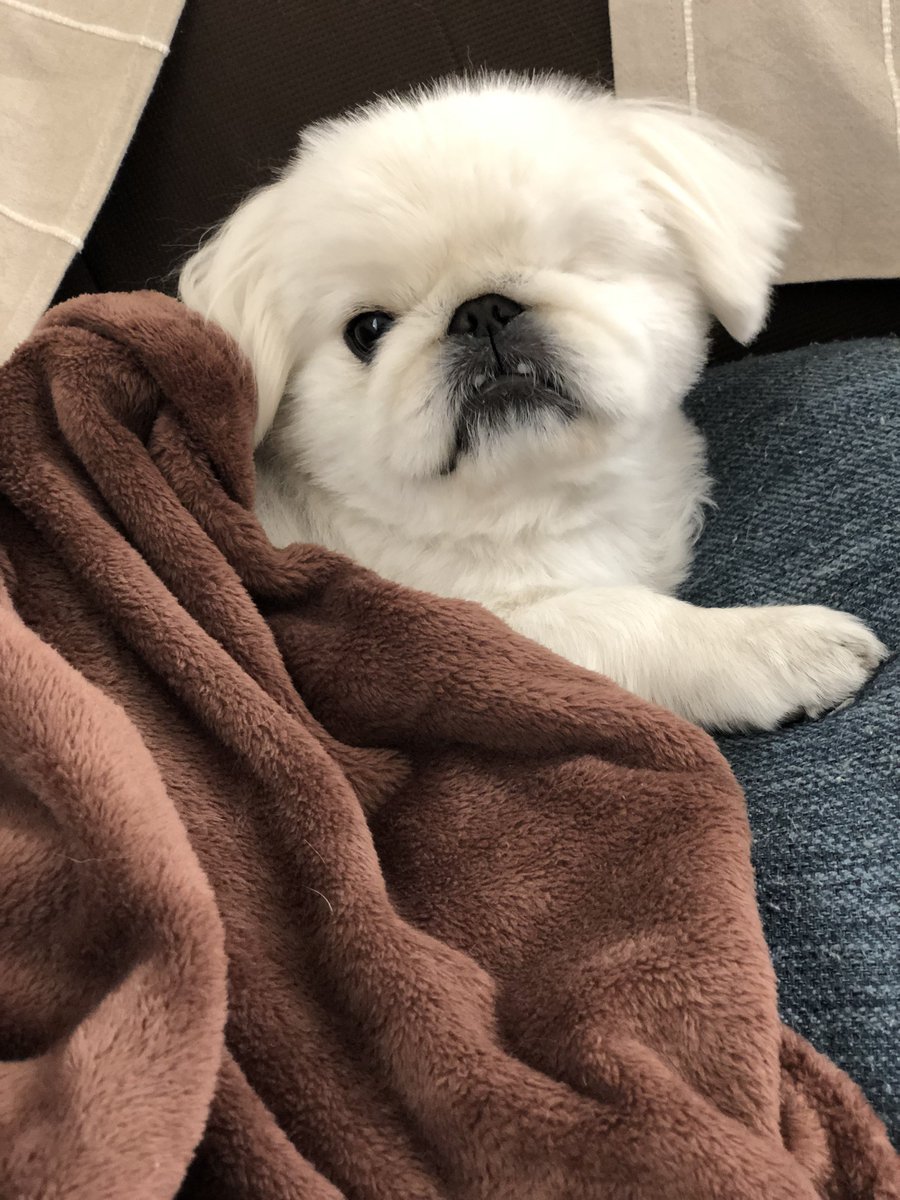 遅かったですね 帰宅が遅いママにすねすねのペキニーズさん わんちゃんホンポ