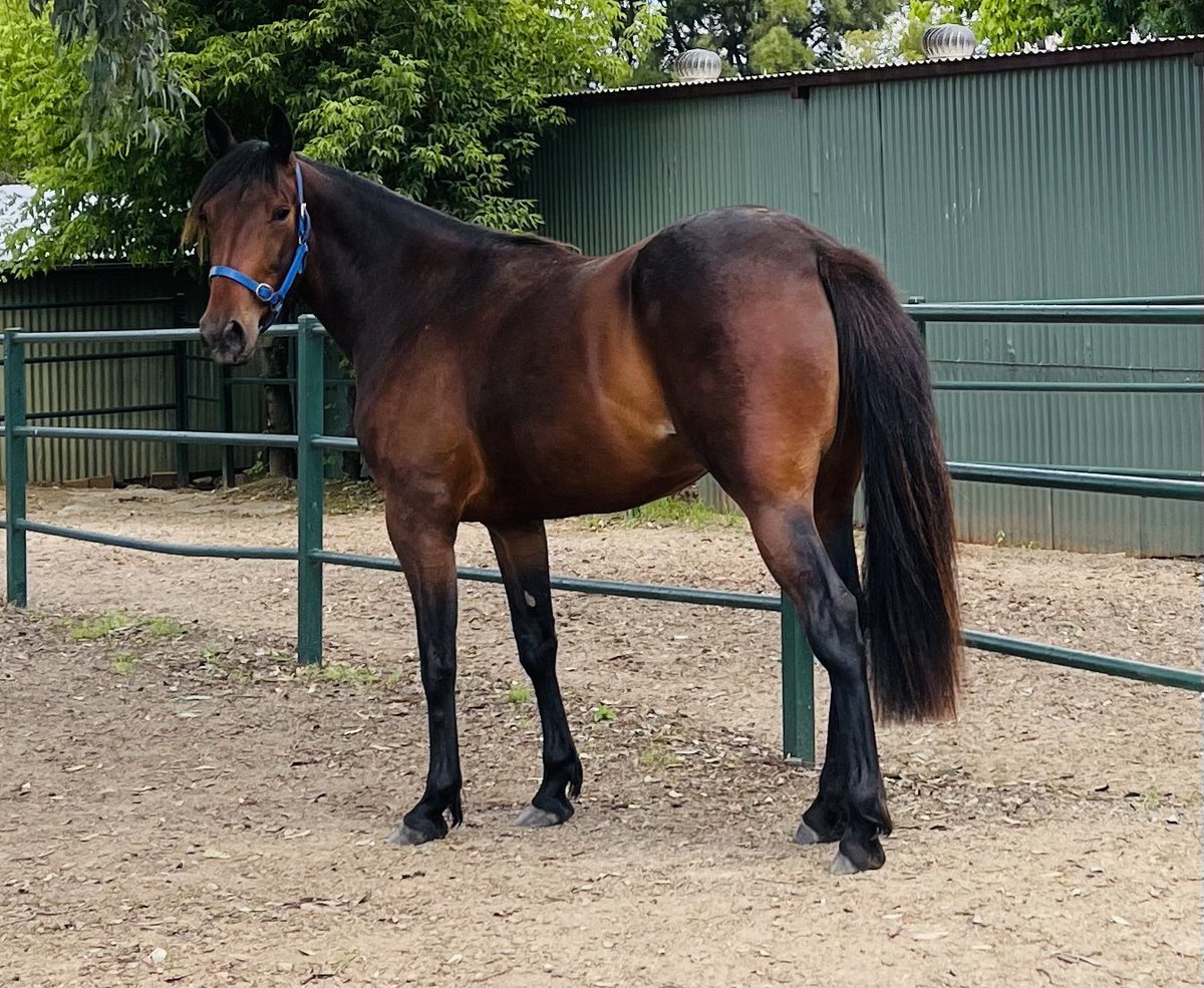 SuccessStud's tweet photo. Exciting times ahead with this 2yo filly😃 Sweet Lou @greatwhiteblaze from producing mare Oh Eye See .off to breakers this afternoon #successbreedssuccess #54yearsofsuccess https://t.co/sdbTItCgA9