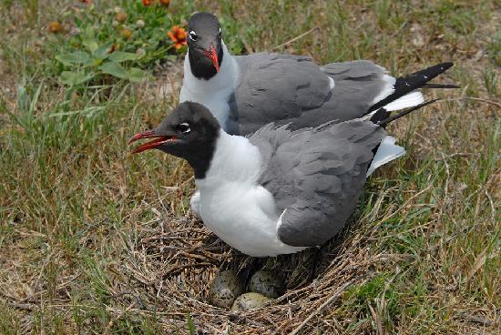 PennStateGIS's tweet image. Congratulations to MGIS student Ben Martini for having his capstone research published in the journal GIScience &amp;amp; Remote Sensing! Ben used #eCognition image analysis software to study laughing gull nests at #JFKAirport. Well done Ben! #remotesensing bit.ly/3d0673p