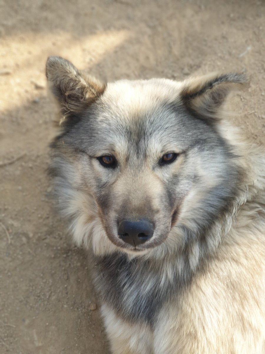 견생초보 토마스🧶실타래구조단🌟 tweet media