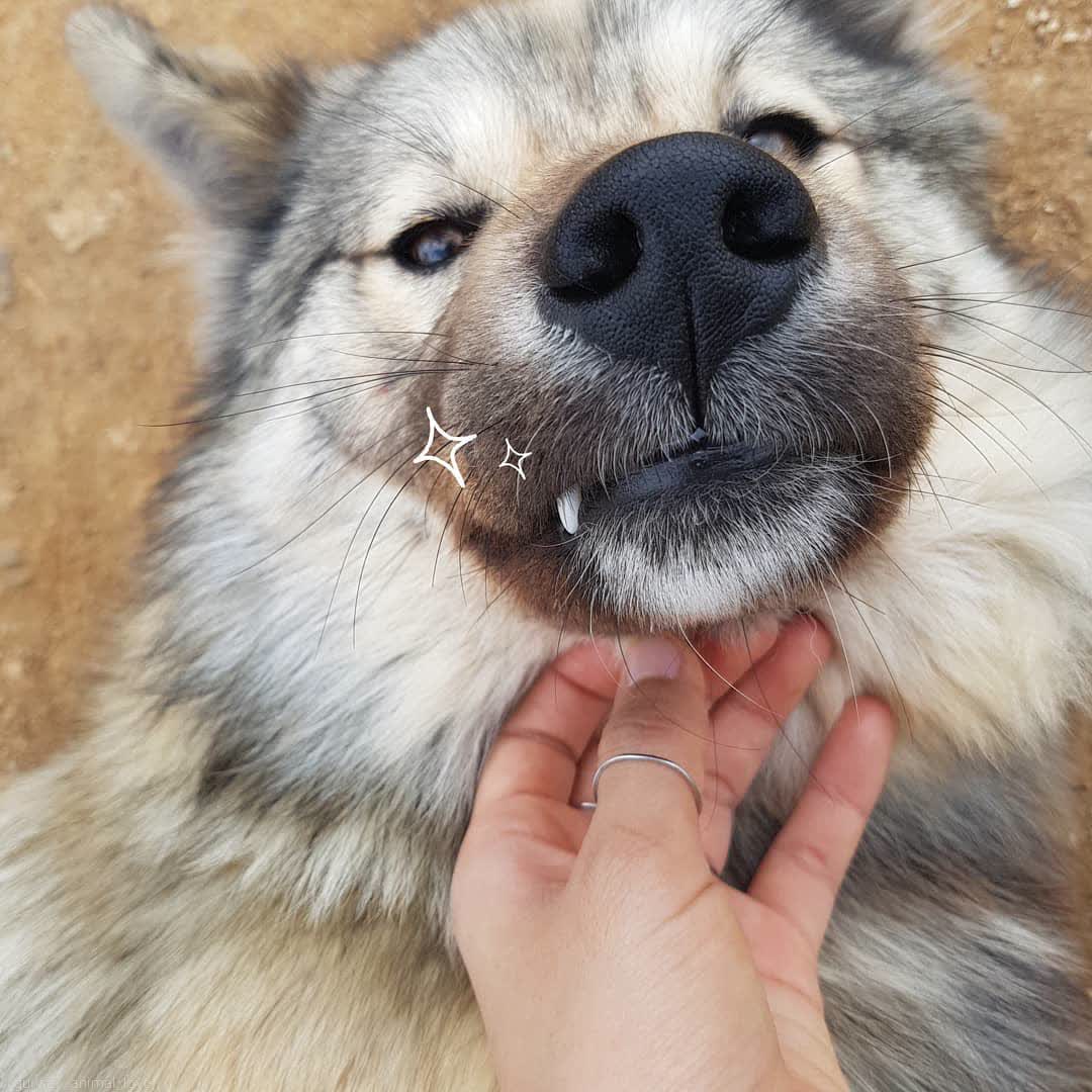 견생초보 토마스🧶실타래구조단🌟 tweet media