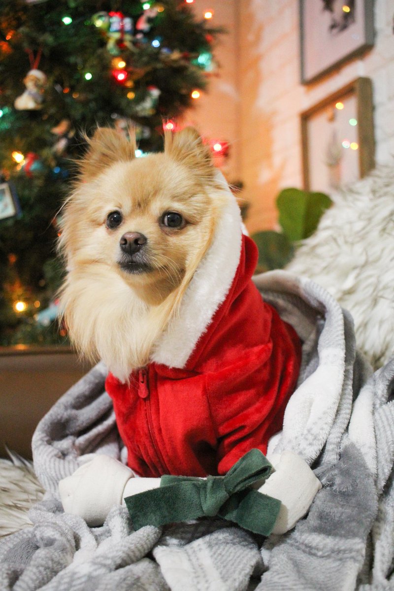 WinstonNRichard's tweet photo. You see that Boo The Dog ornament behind me? We got that years ago β€I Think it was our destiny to have a pomβ€πΎ
#destiny #Christmas2021 #pomeranian #boothedog #christmas #santa @petplaysf @FrenchieBully #frenchiepetsupply #petsloveplay https://t.co/KfG8dLIyD1