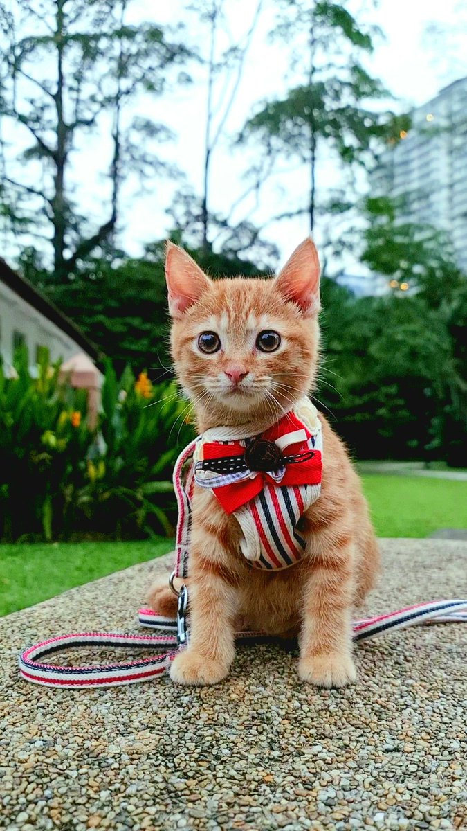 My smart boi Miso. He said miao to y’all!