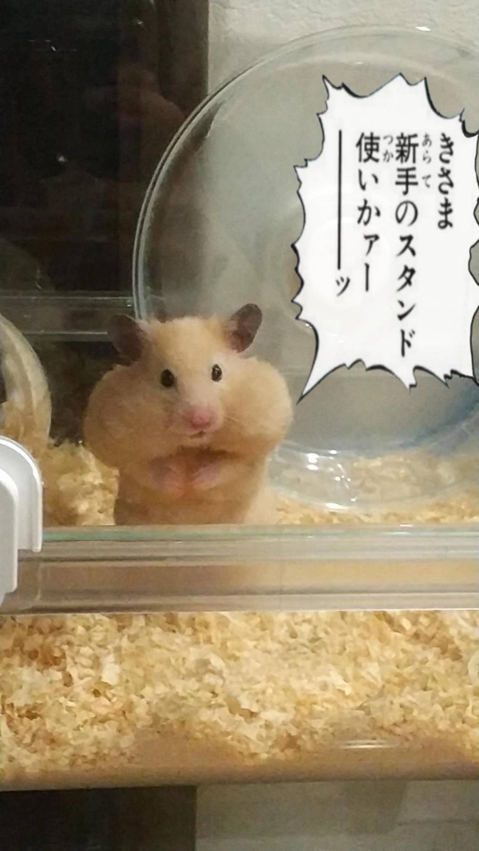 ハムスター ハムオ ハムの奇妙な冒険 ハムスター キンクマハムスター Hamster おもしろペット 癒しペット かわいいハムスター おもしろハムスター テレビ出演 T Co Nehdss9ivu Twitter