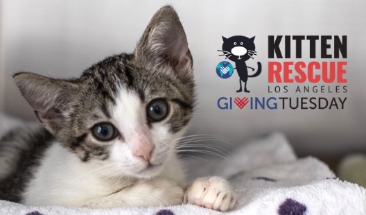 Kitten Rescue (@KittenRescue) / Twitter