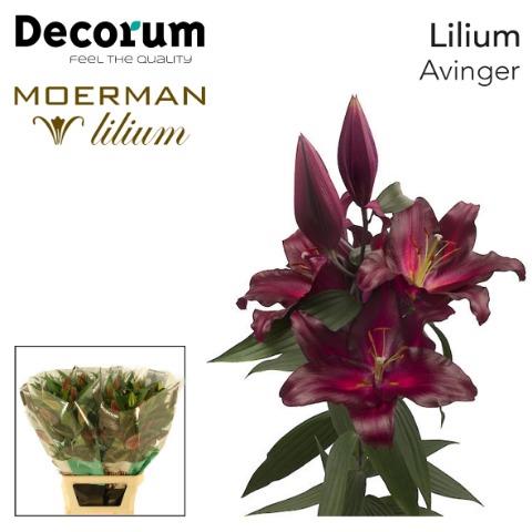 VermeulenGerard's tweet photo. Prachtig donkerrood #Lelie #Avinger #Klok1 @Moermanlilium https://t.co/kHdOXfIJII