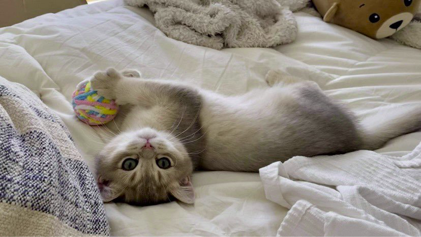 DailyNormanCat tweet picture